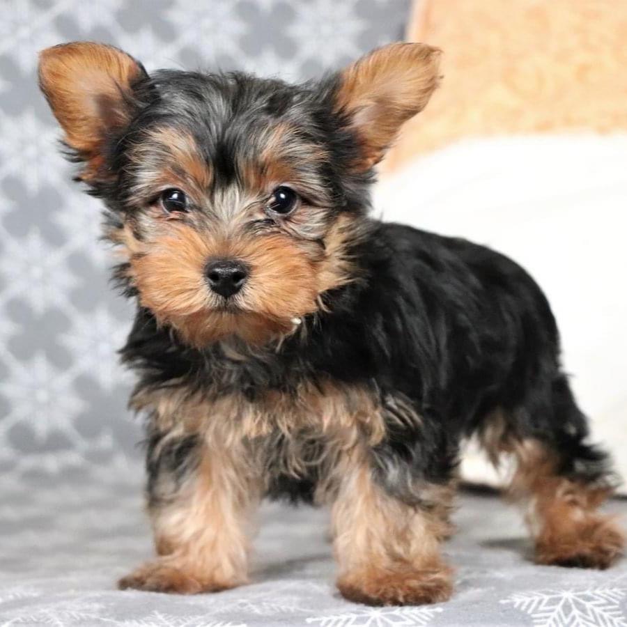 Yorkshire Terrier