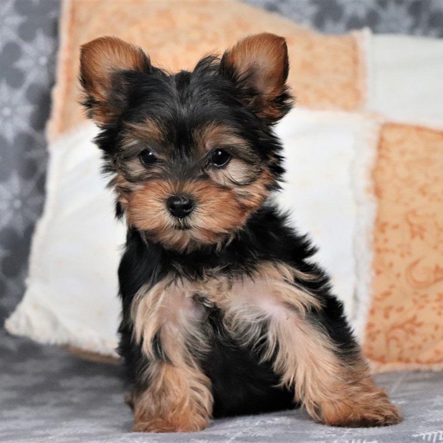 Yorkshire Terrier