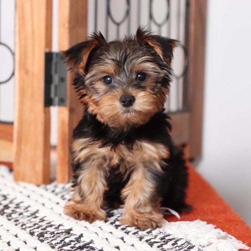 Yorkshire Terrier