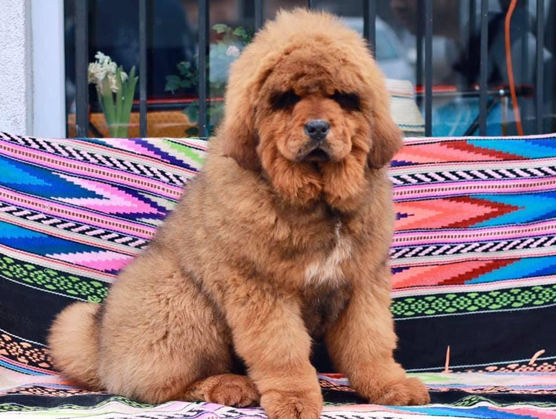 Tibetan Mastiff- Dav Pet Lovers