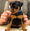 Miniature Pinscher-Dav Pet Lovers