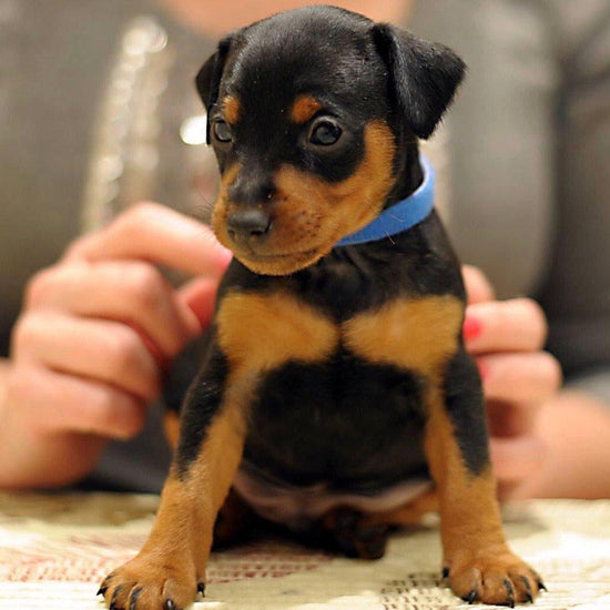 Miniature Pinscher-Dav Pet Lovers