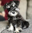 Miniature Schnauzer-Dav Pet Lovers