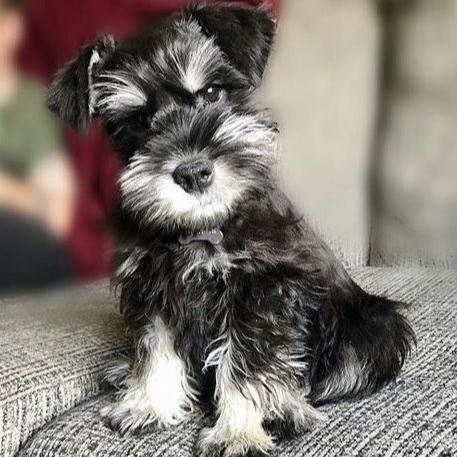 Miniature Schnauzer-Dav Pet Lovers