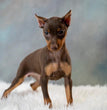 Miniature Pinscher-Dav Pet Lovers