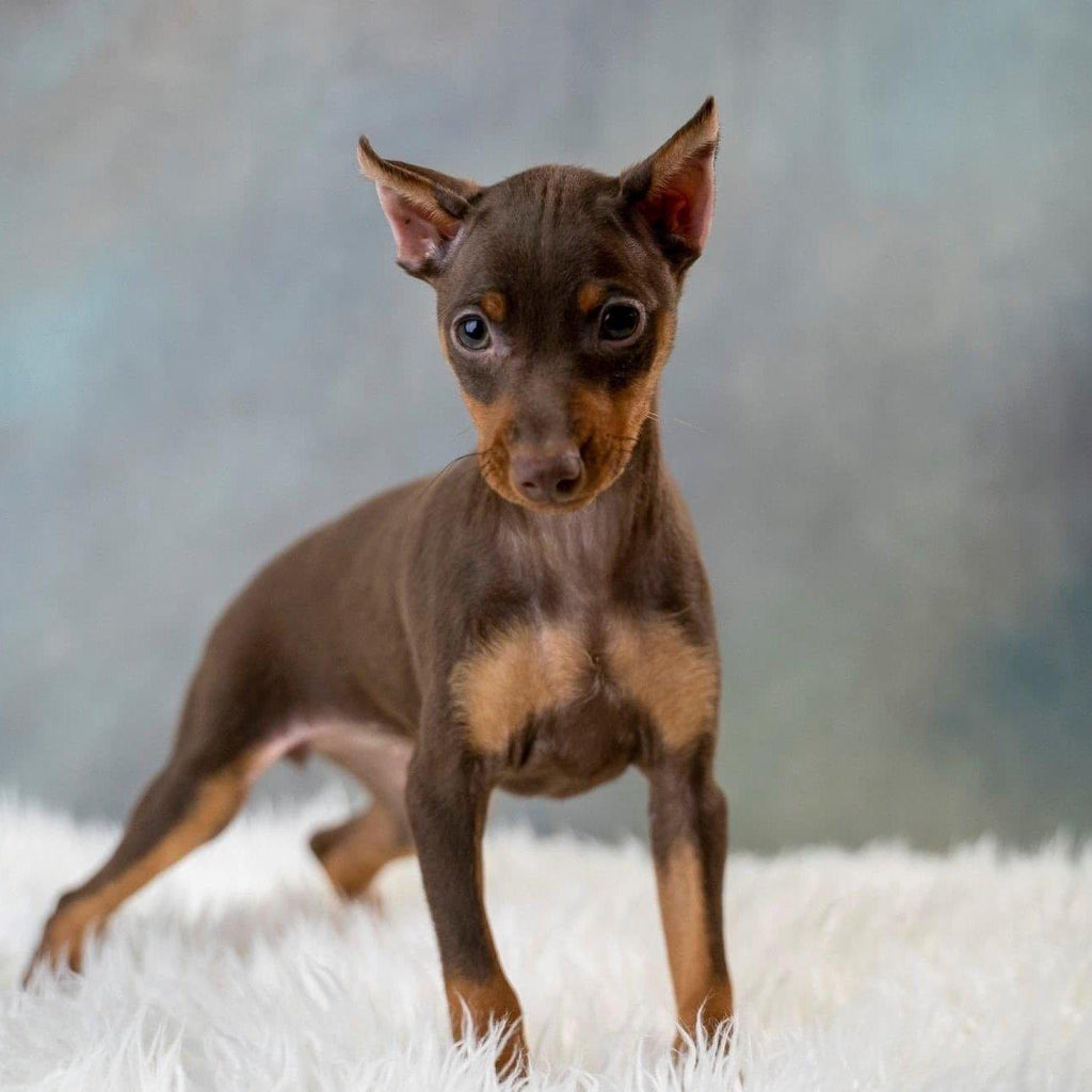 Miniature Pinscher-Dav Pet Lovers