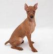 Miniature Pinscher-Dav Pet Lovers