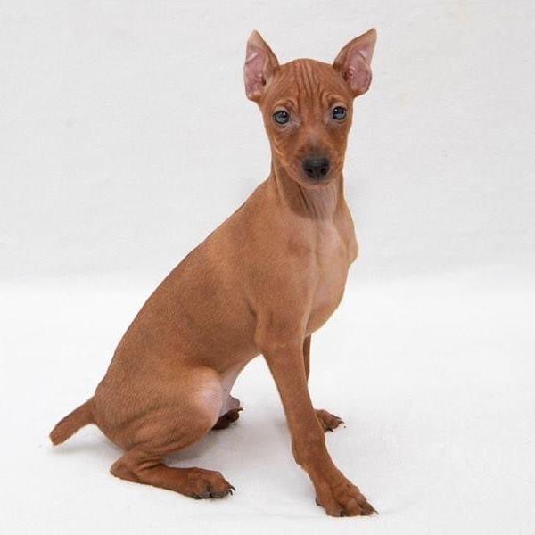 Miniature Pinscher-Dav Pet Lovers