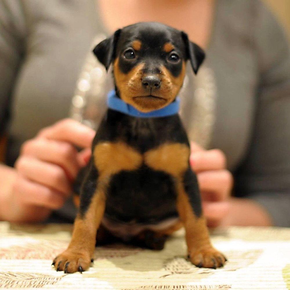 Miniature Pinscher-Dav Pet Lovers