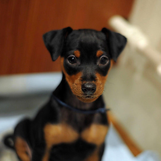 Miniature Pinscher-Dav Pet Lovers