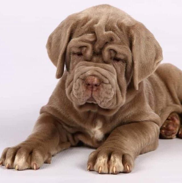 Neapolitan Mastiff-Dav Pet Lovers