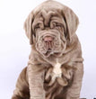 Neapolitan Mastiff-Dav Pet Lovers