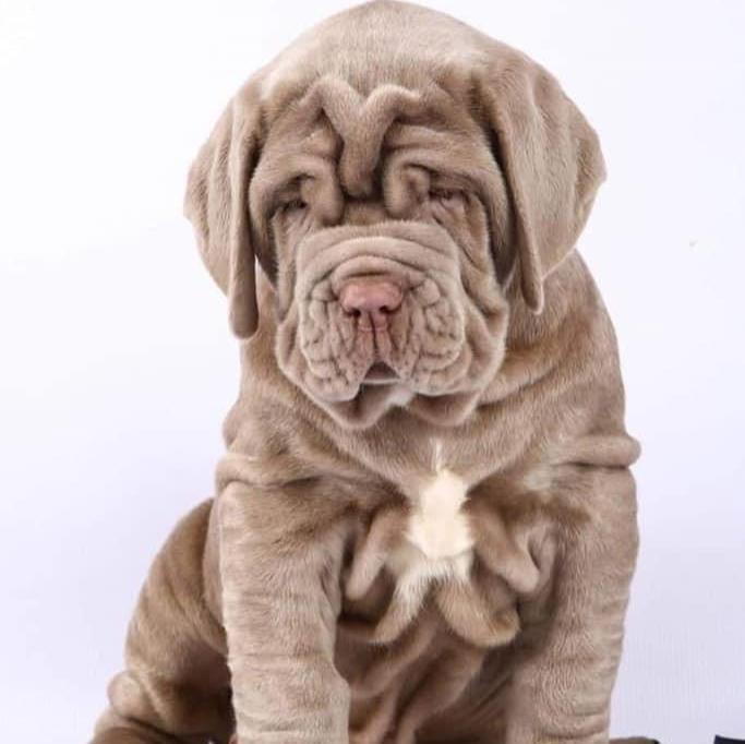 Neapolitan Mastiff-Dav Pet Lovers