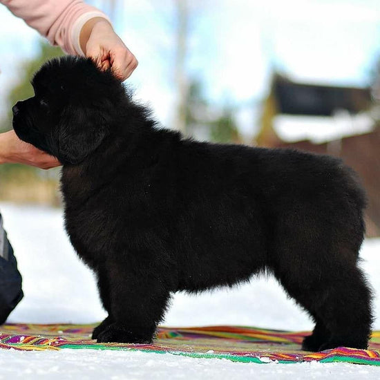 Newfoundland-Dav Pet lovers