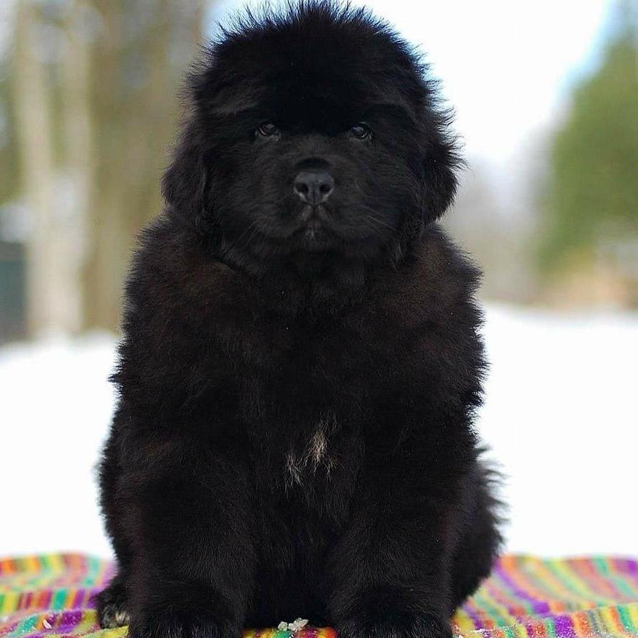 Newfoundland-Dav Pet lovers