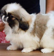 Pekingnese-Dav Pet Lovers 