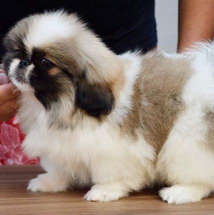 Pekingnese-Dav Pet Lovers 