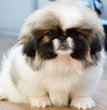 Pekingnese-Dav Pet Lovers 