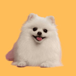 Pomeranian-Dav Pet Lovers