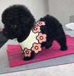 Poodle-Dav pet Lovers