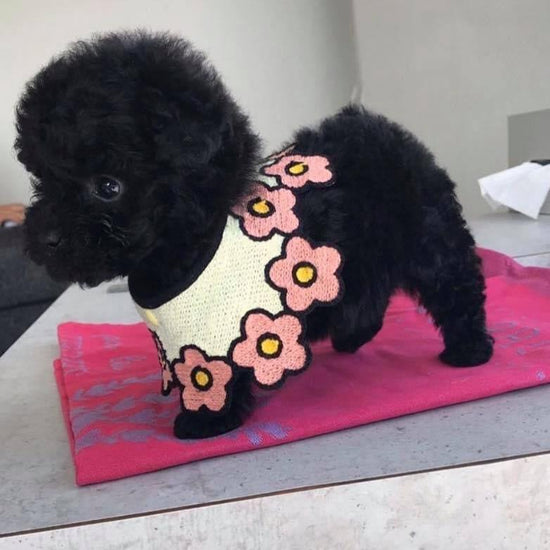 Poodle-Dav pet Lovers