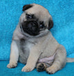 Pug- Dav Pet Lovers