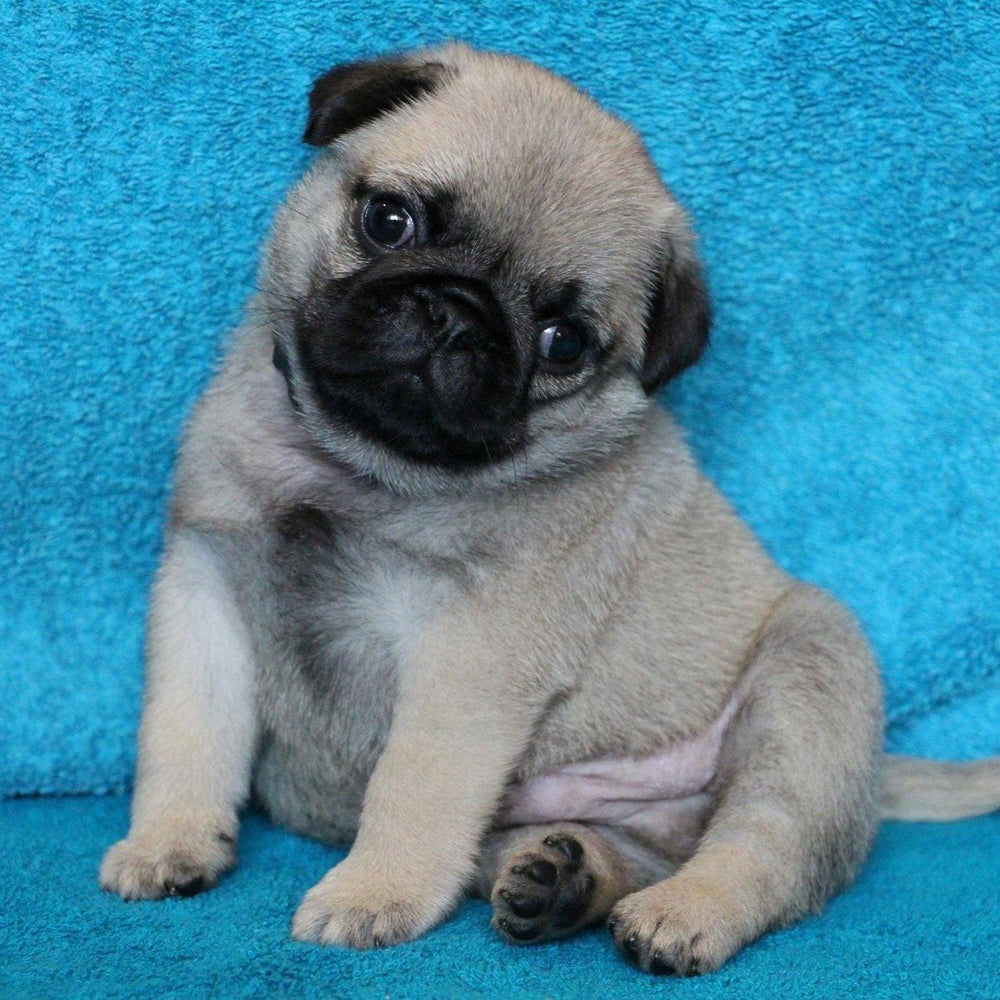 Pug- Dav Pet Lovers