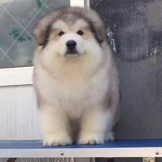  Alaskan Malamute puppies