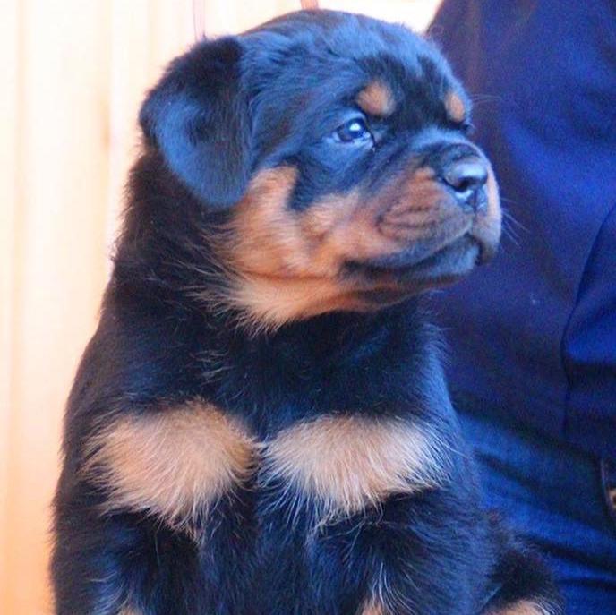 Rottweiler-Dav Pet Lovers