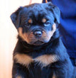 Rottweiler-Dav Pet Lovers