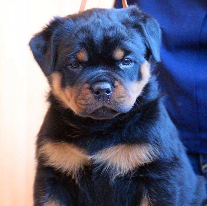 Rottweiler-Dav Pet Lovers