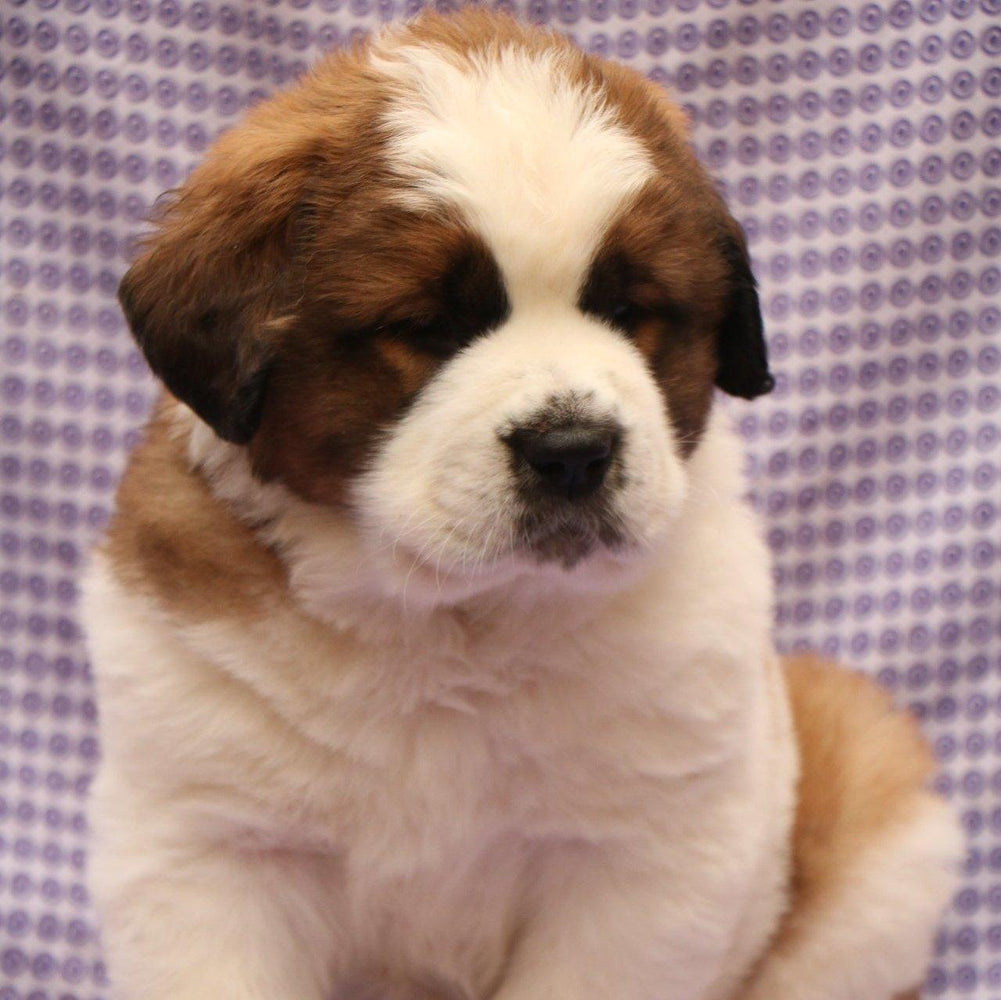 Saint Bernard-Dav Pet Lovers