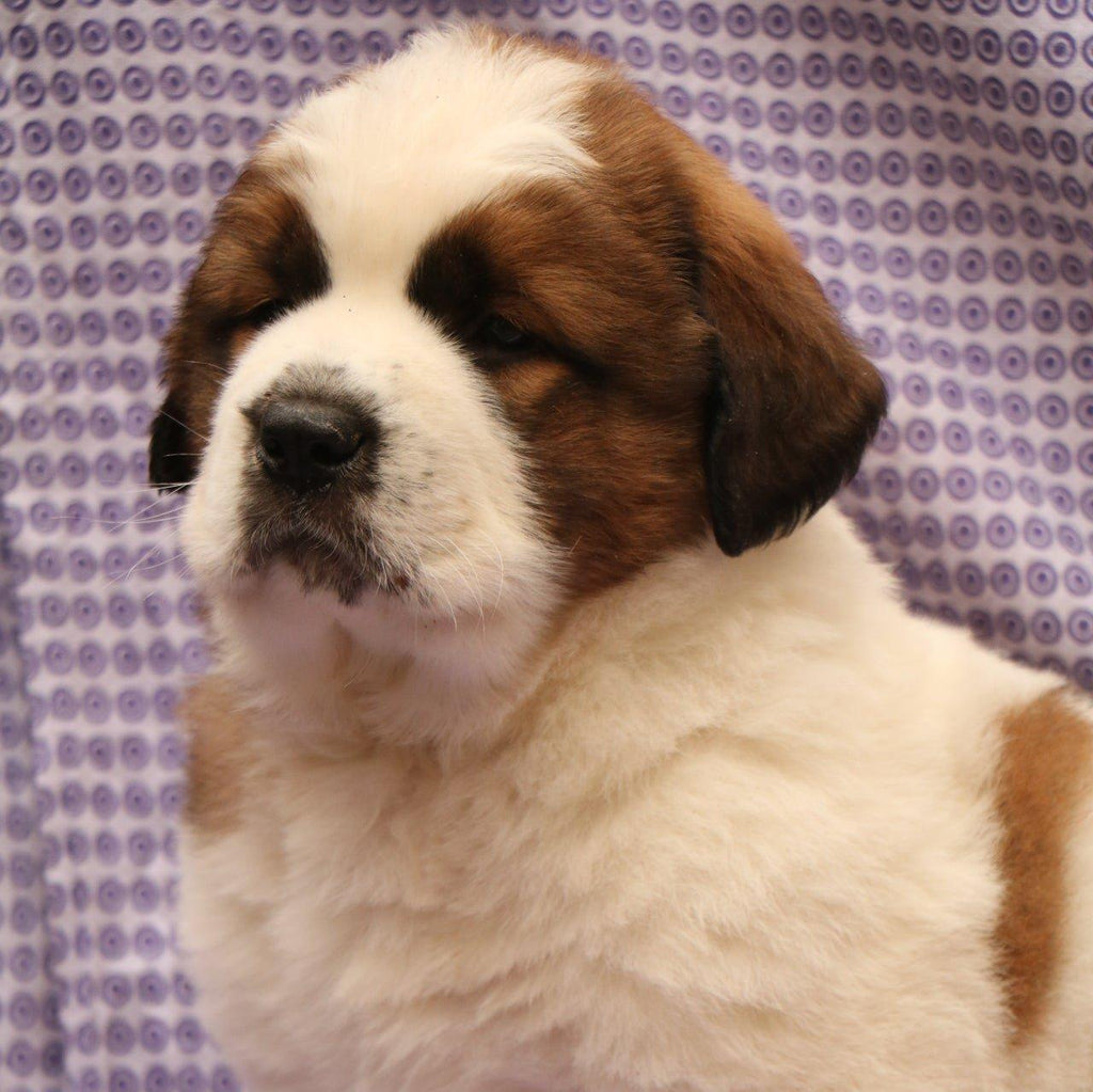 Saint Bernard-Dav Pet Lovers