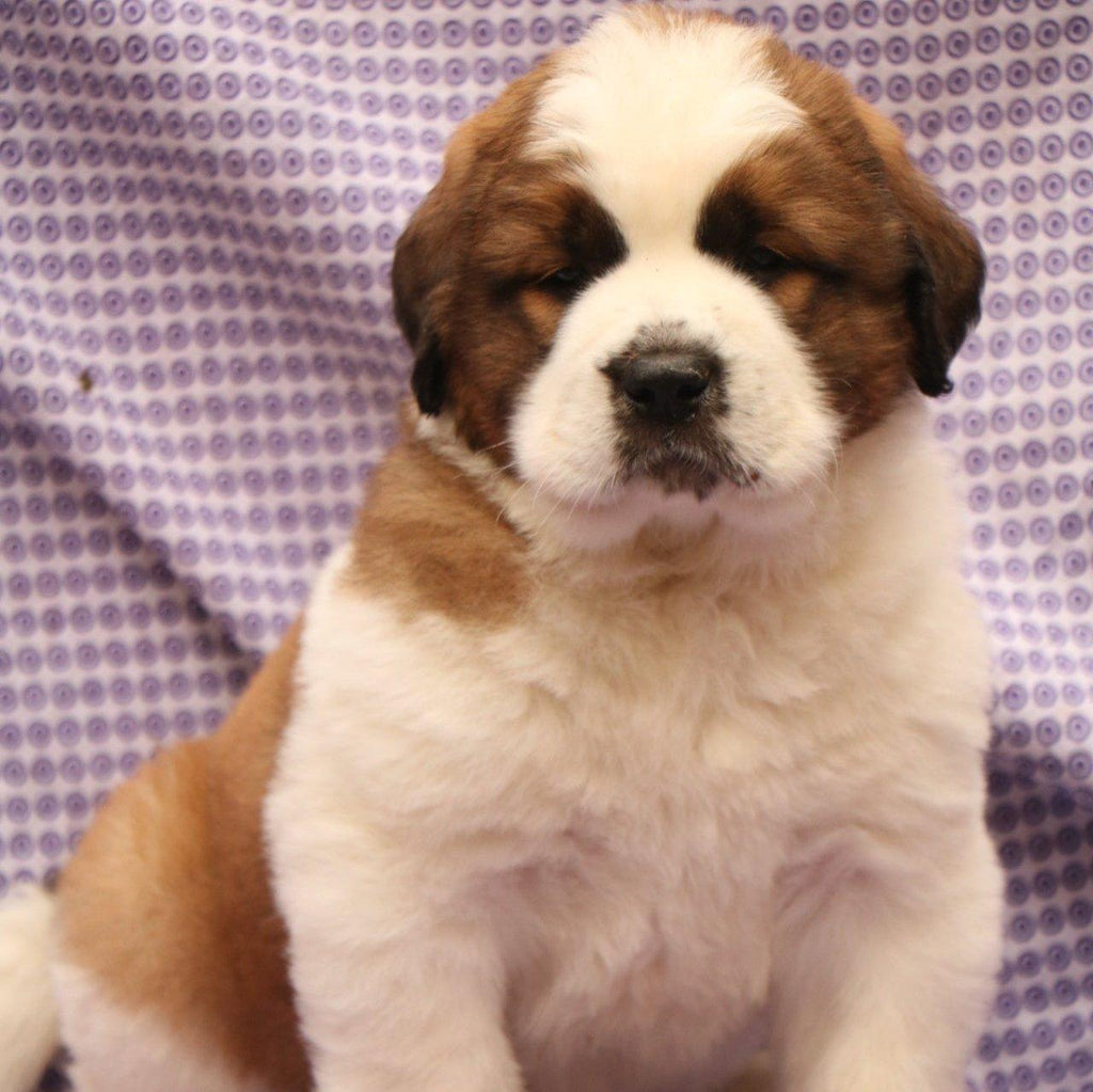 Saint Bernard-Dav Pet Lovers