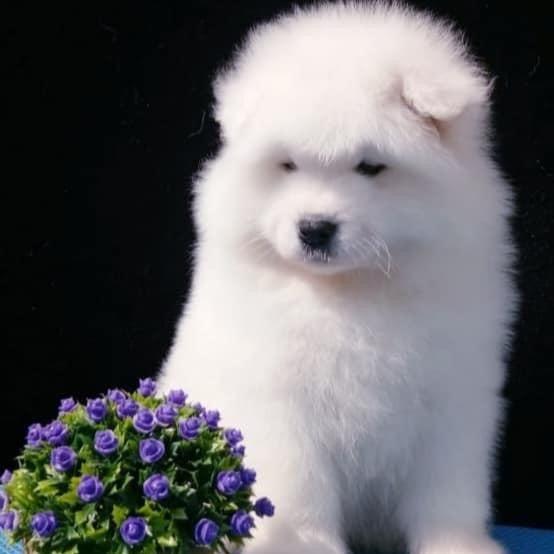 Samoyed-Dav Pet Lovers