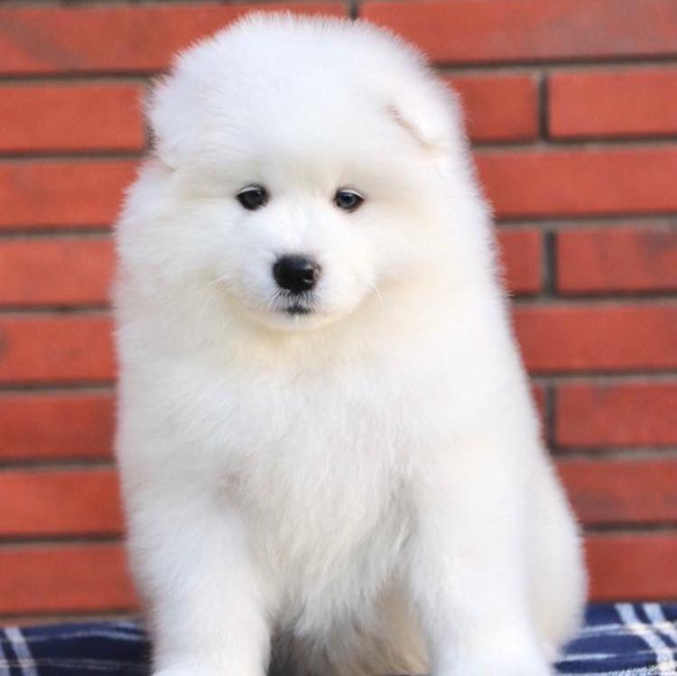 Samoyed-Dav Pet Lovers