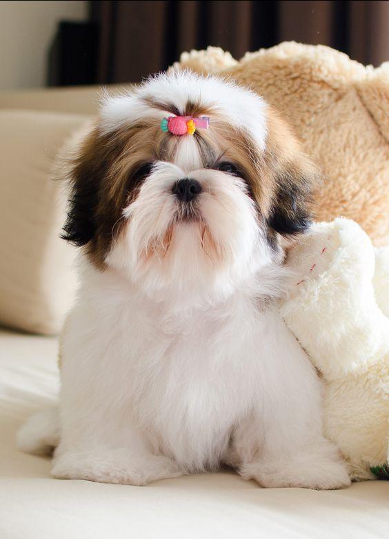 Shih Tzu-Dav Pet Lovers