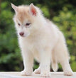 Siberian Husky-Dav pet Lovers
