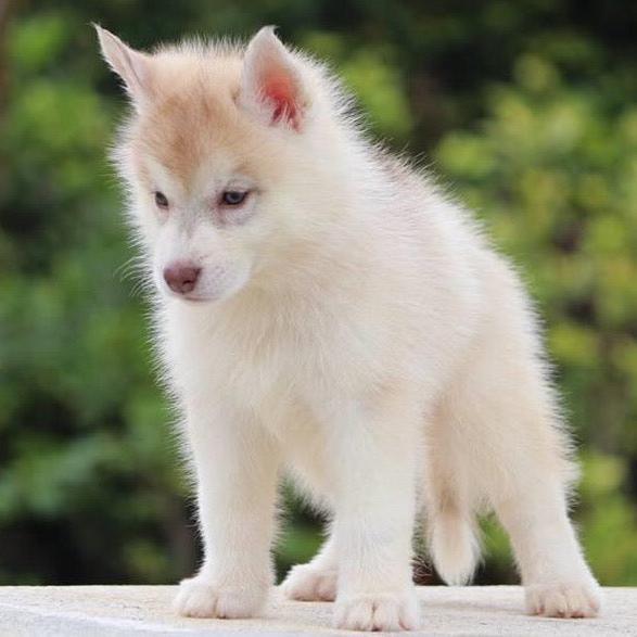 Siberian Husky-Dav pet Lovers