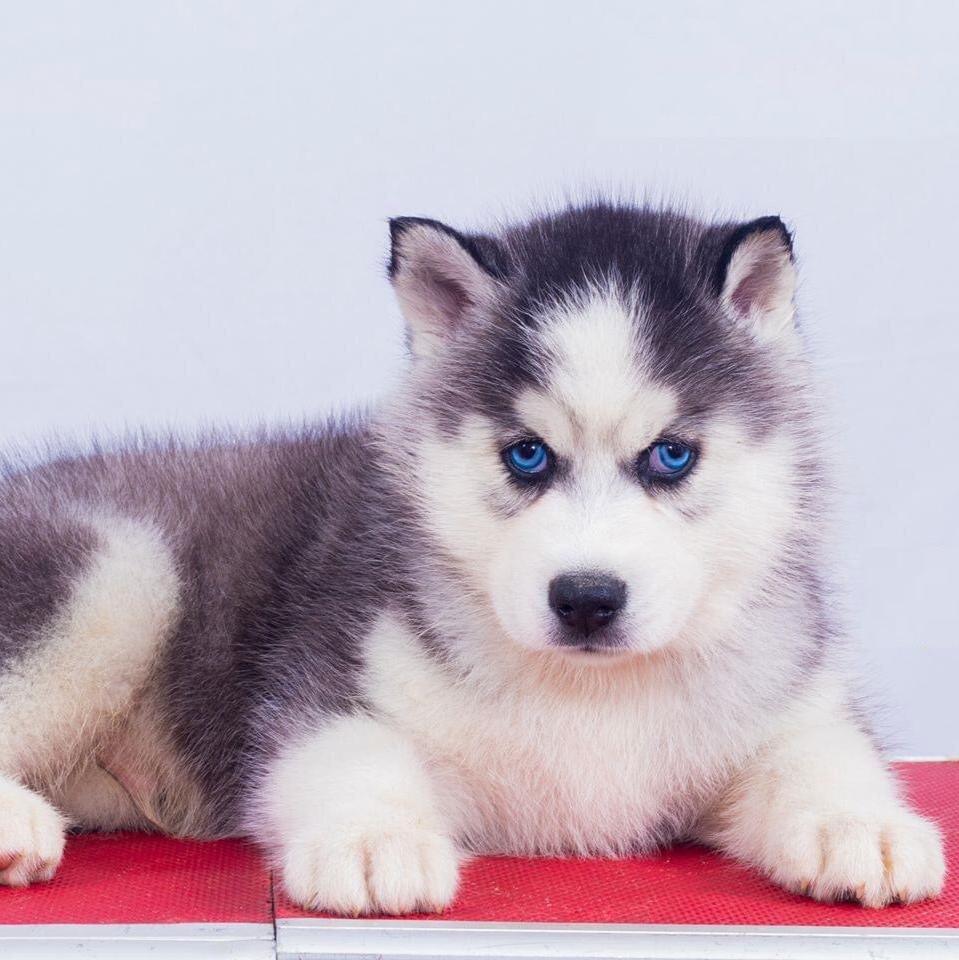 Siberian Husky-Dav pet Lovers