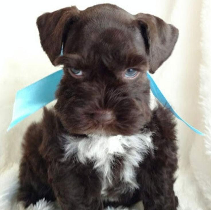 Miniature Schnauzer-Dav Pet Lovers