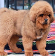 Tibetan Mastiff- Dav Pet Lovers