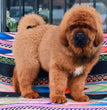Tibetan Mastiff- Dav Pet Lovers