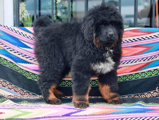 Tibetan Mastiff- Dav Pet Lovers