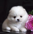 Toy Pom-Dav Pet Lovers
