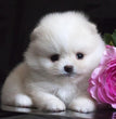 Toy Pom-Dav Pet Lovers