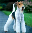 Wire Fox Terrier- Dav Pet Lovers