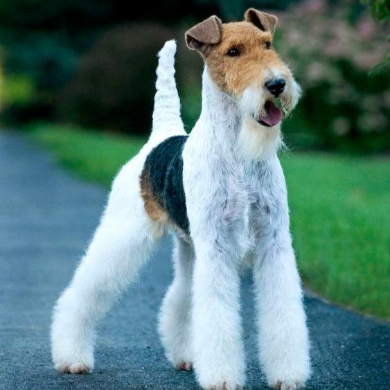 Wire Fox Terrier- Dav Pet Lovers