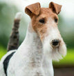 Wire Fox Terrier- Dav Pet Lovers
