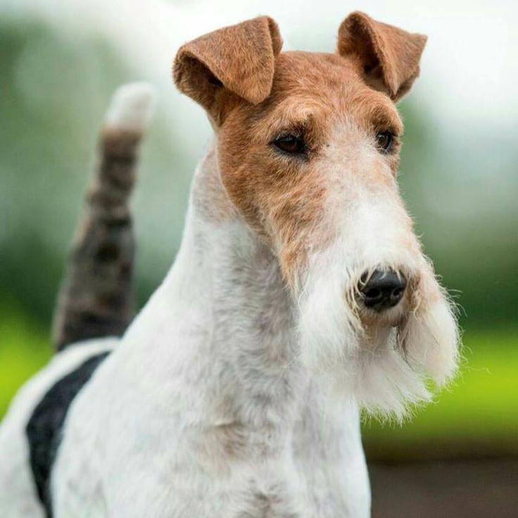 Wire Fox Terrier- Dav Pet Lovers